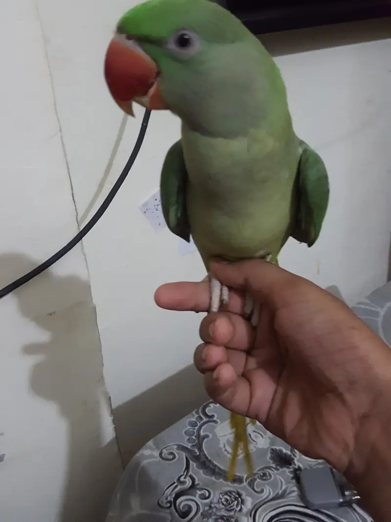 raw parrot female — photo 5