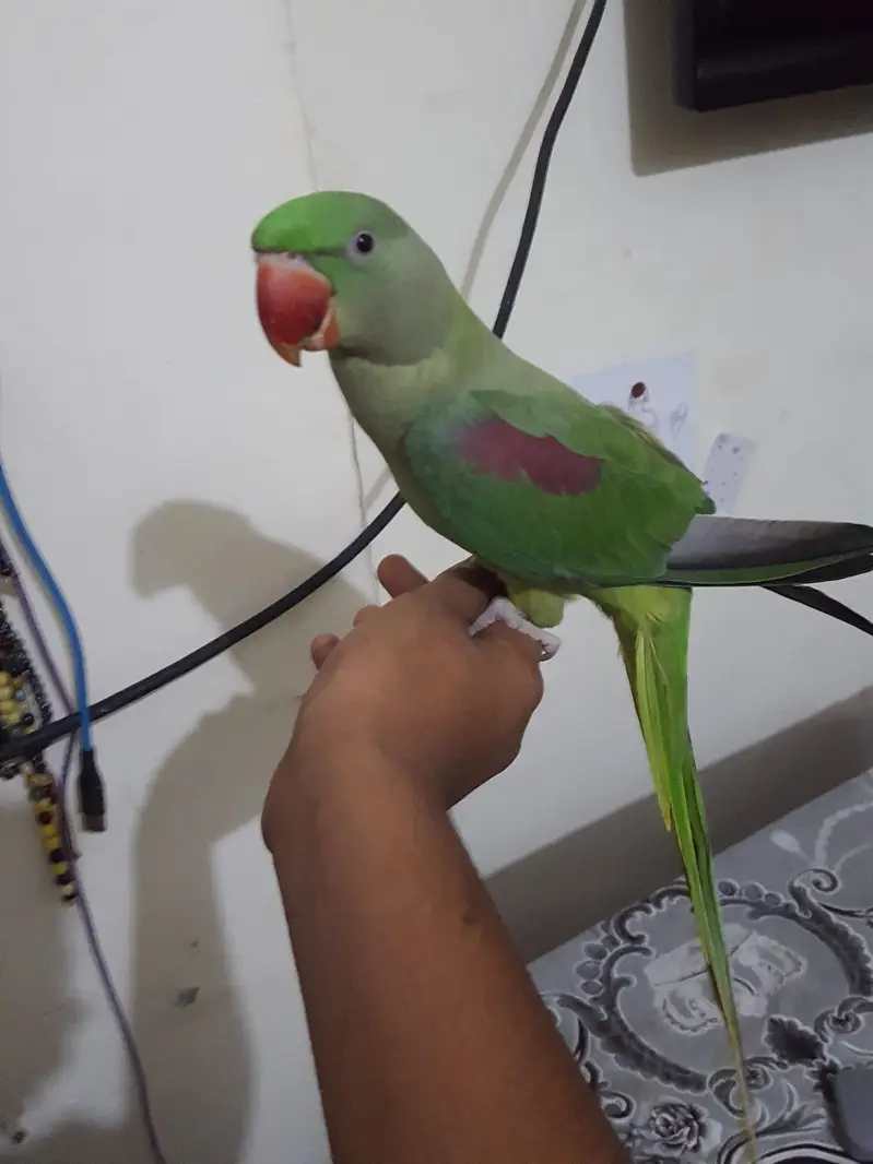 raw parrot female — photo 6