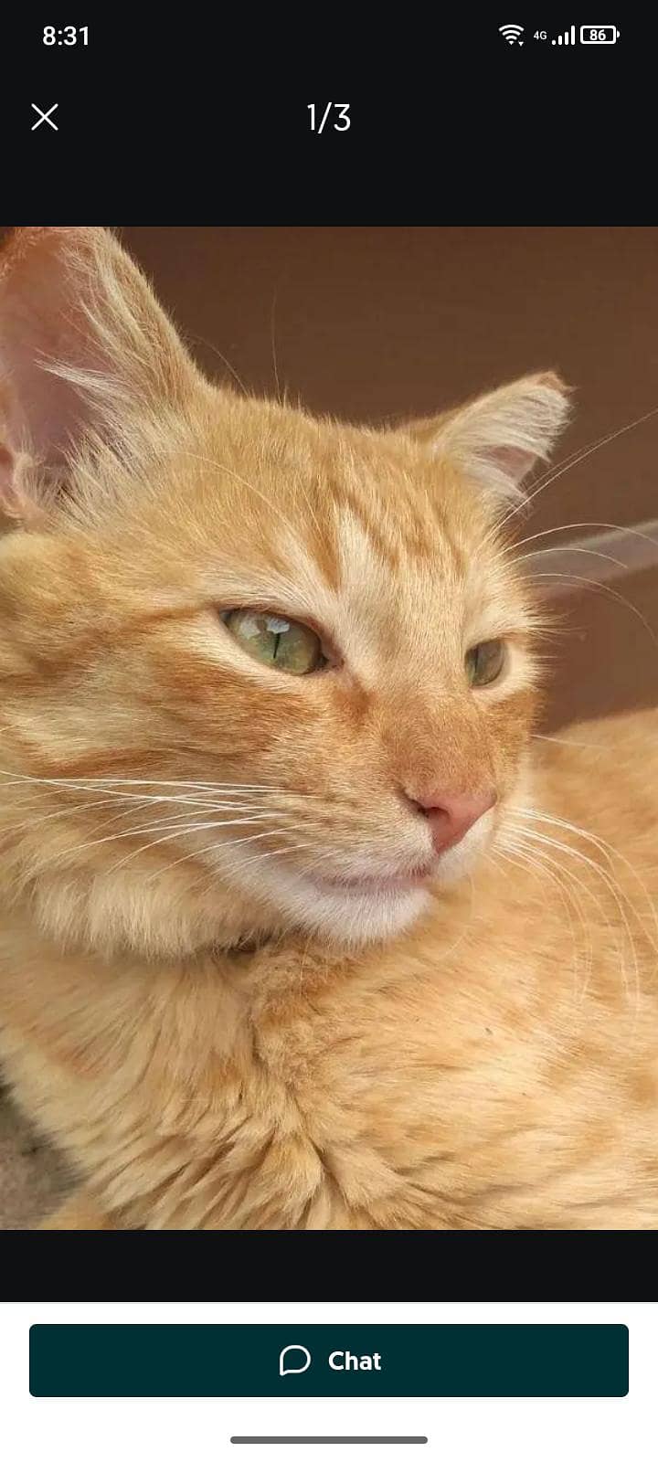 persian 0