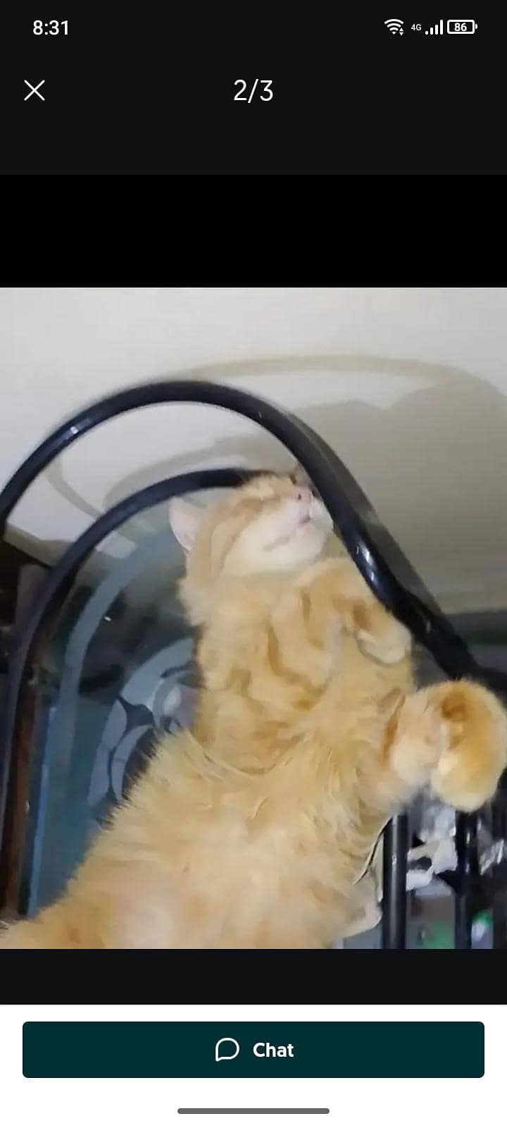 persian 1