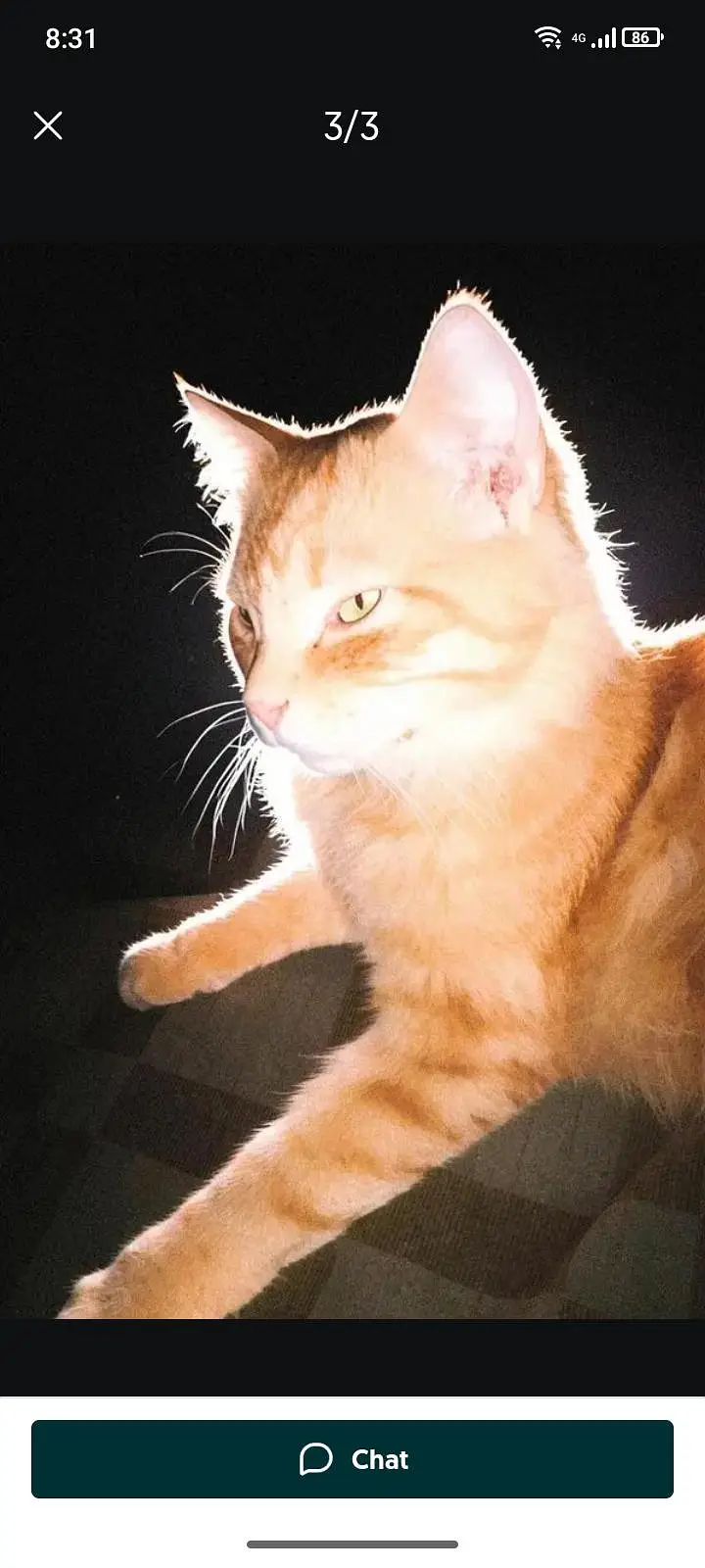 persian — photo 3
