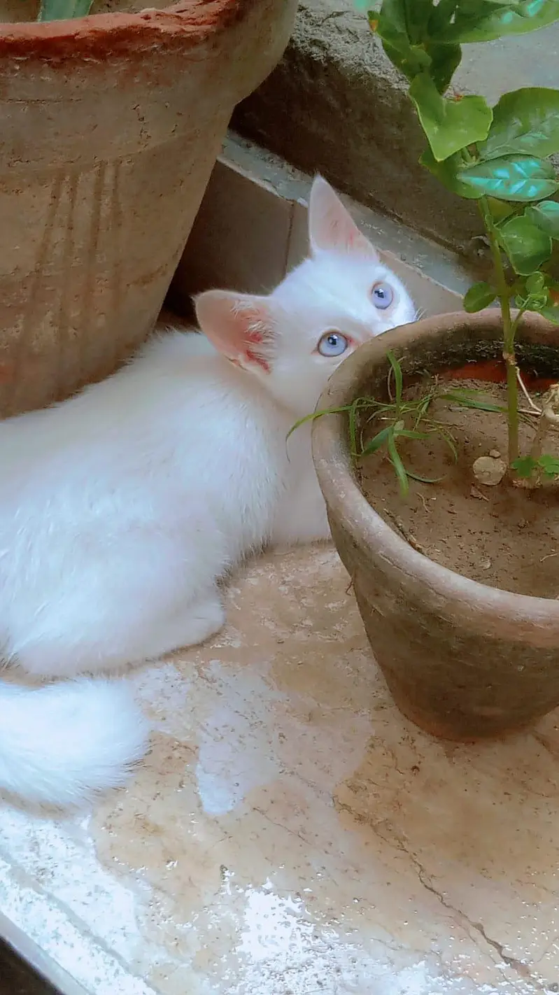 percian kitten blue eyes — photo 2