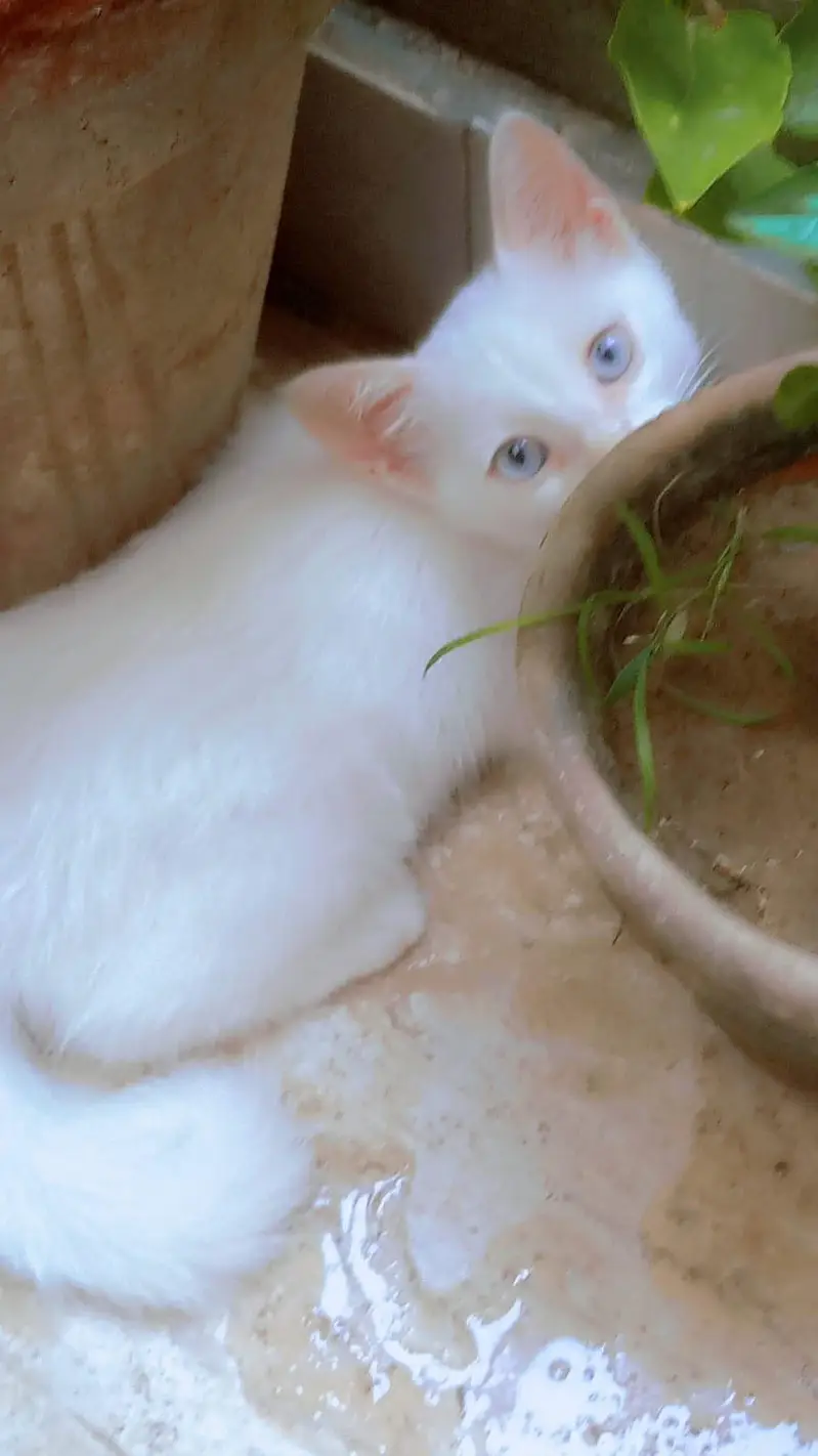 percian kitten blue eyes — photo 3