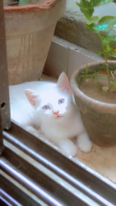 percian single coated baby kitten