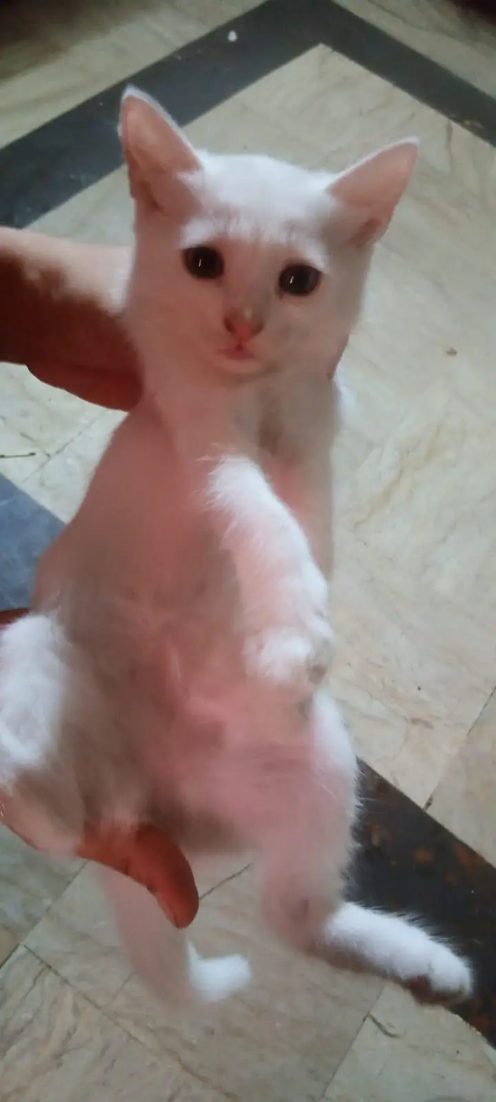 percian kitten blue eyes — photo 4