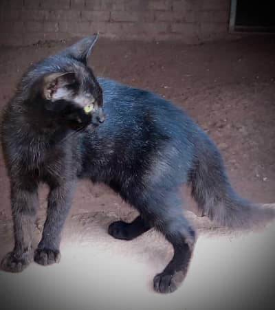 black tripple coat cat