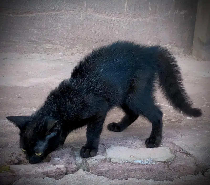 black tripple coat cat — photo 2