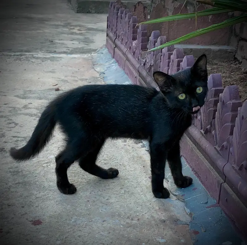 black tripple coat cat — photo 3