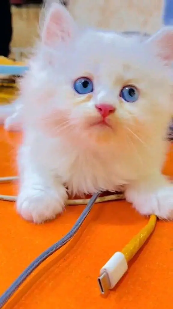 Persian cat for sale all colors available — photo 3