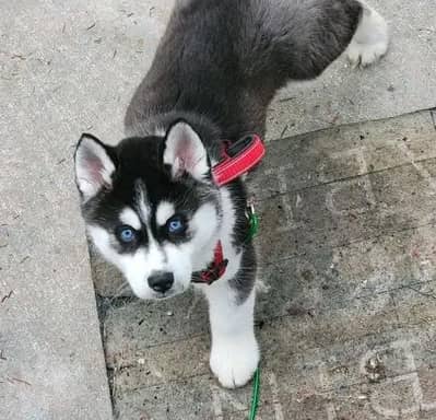 Siberian husky Puppy