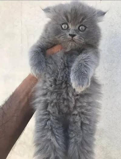 Persian kitten urgent for sale contact my WhatsApp 03134411647