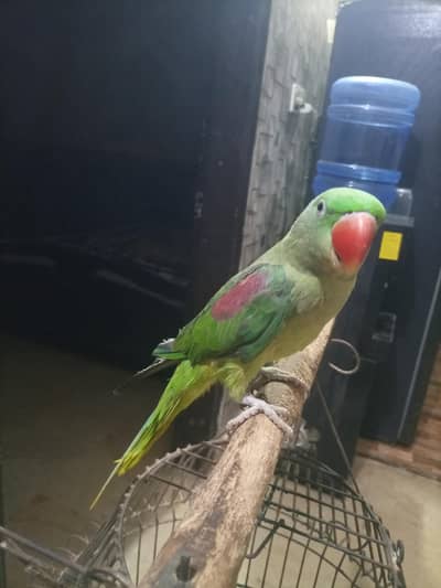 Raw Parrot breeder & talking