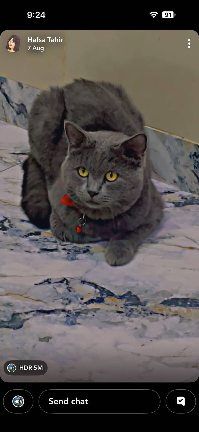 Cat lovers 0