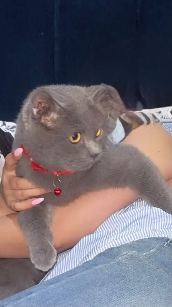 Cat lovers — photo 2