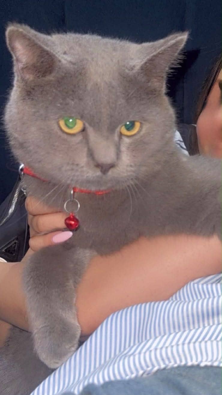 Cat lovers 2
