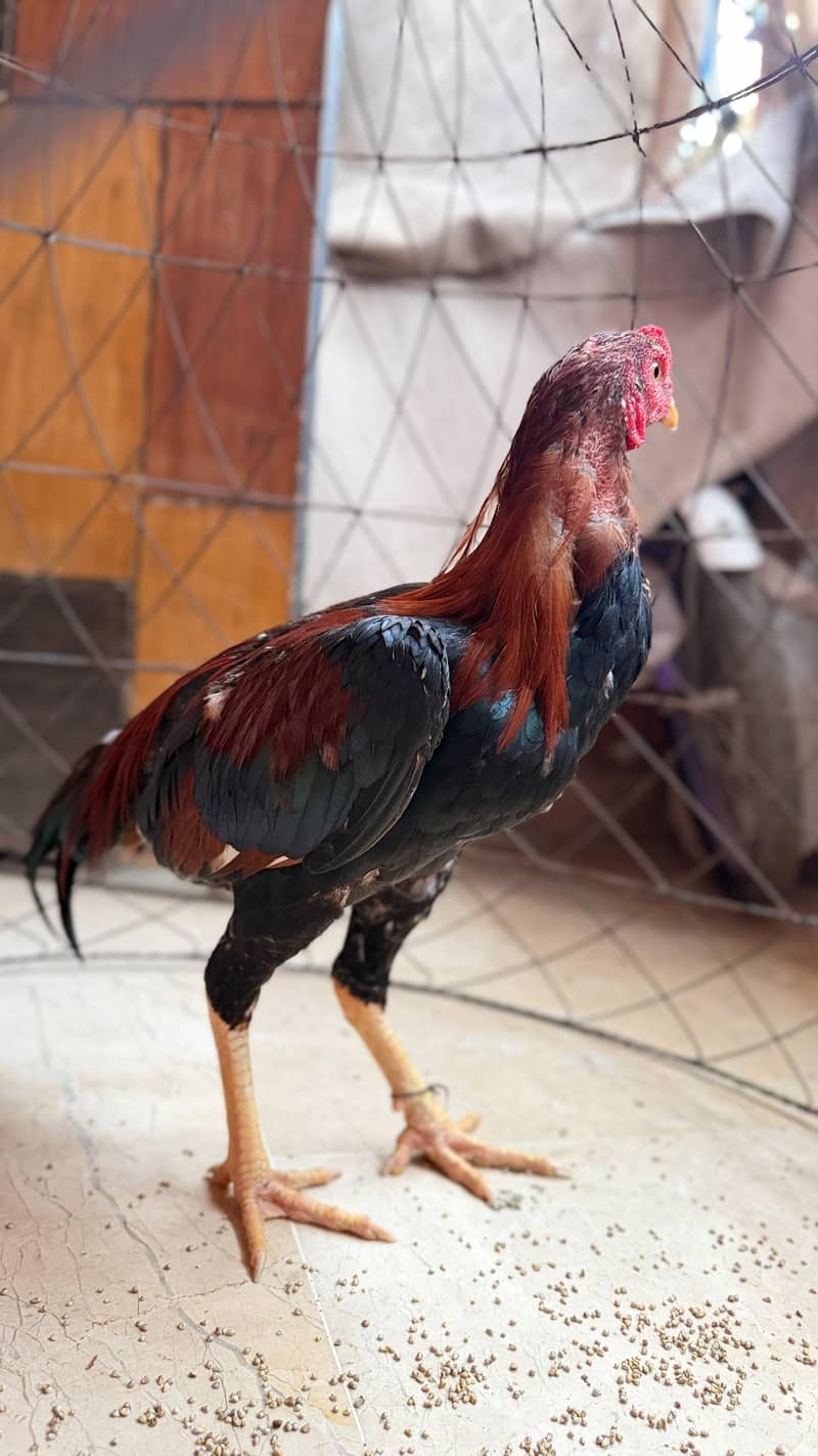 Aseel Murga 9