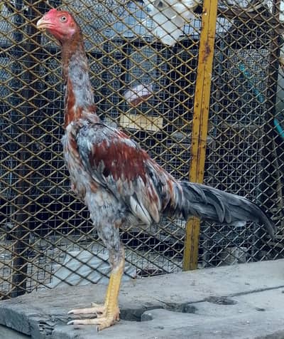 aseel patha choras nalli