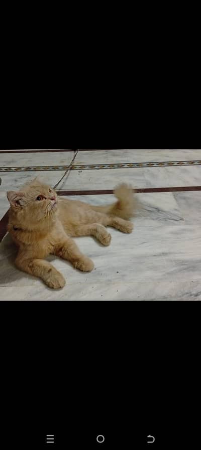 Persian light orange cat male