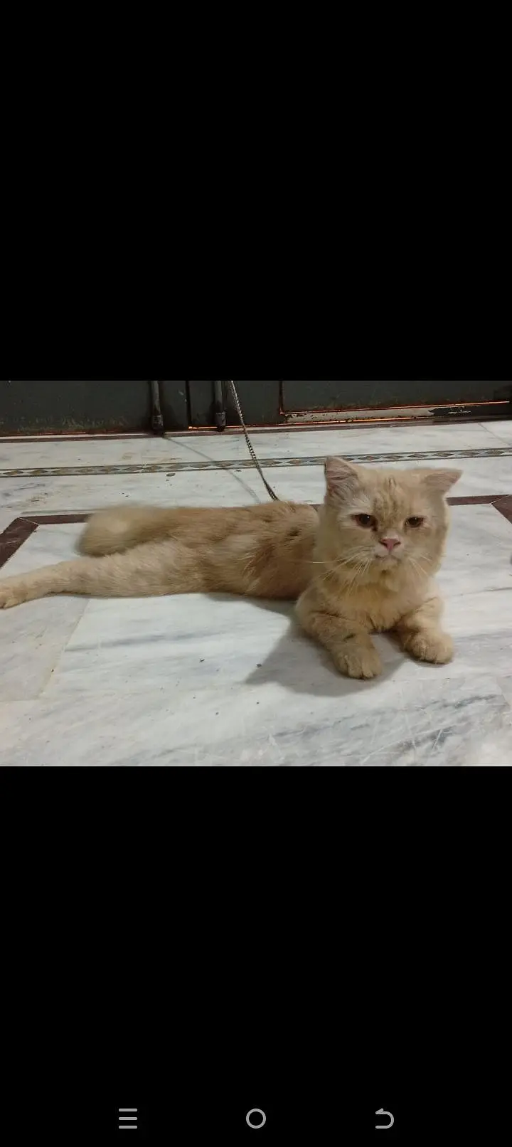 Persian light orange cat male — photo 2