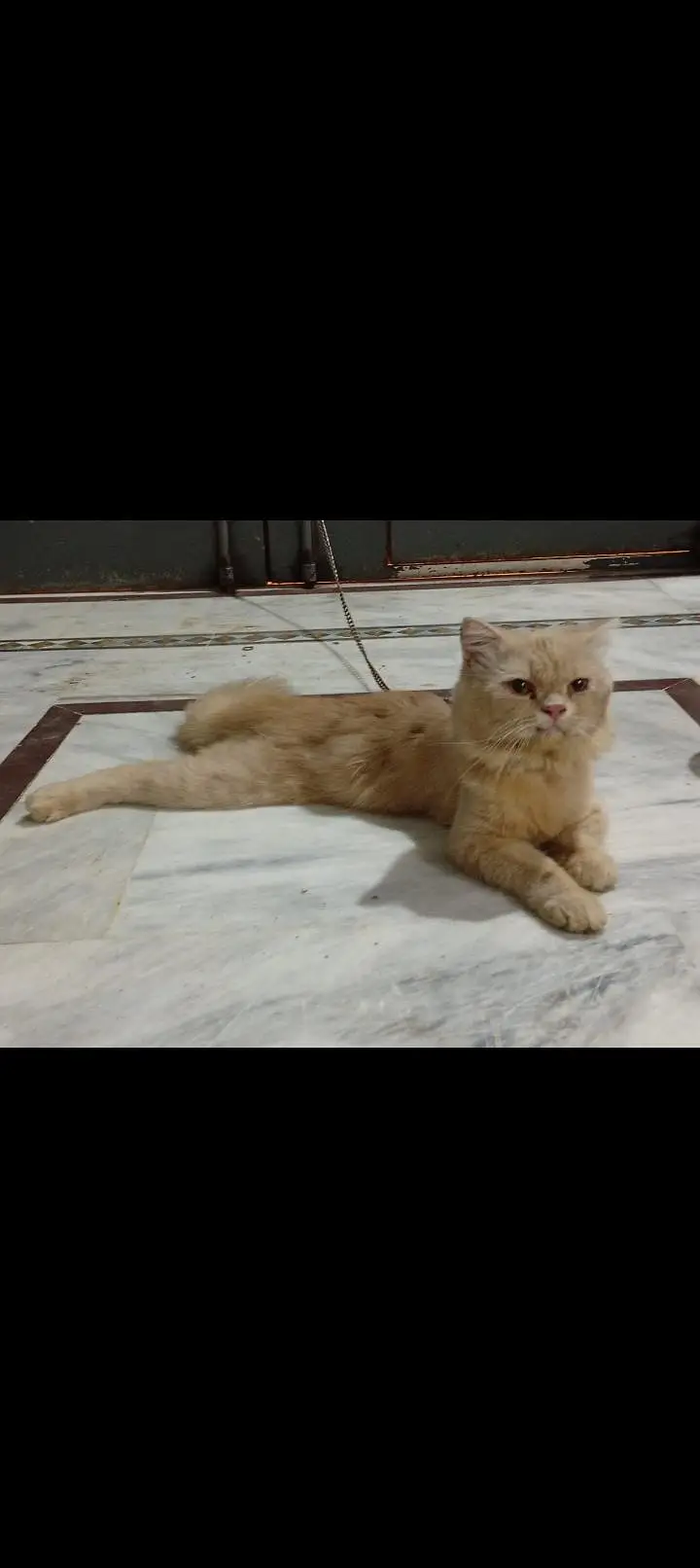 Persian light orange cat male — photo 3