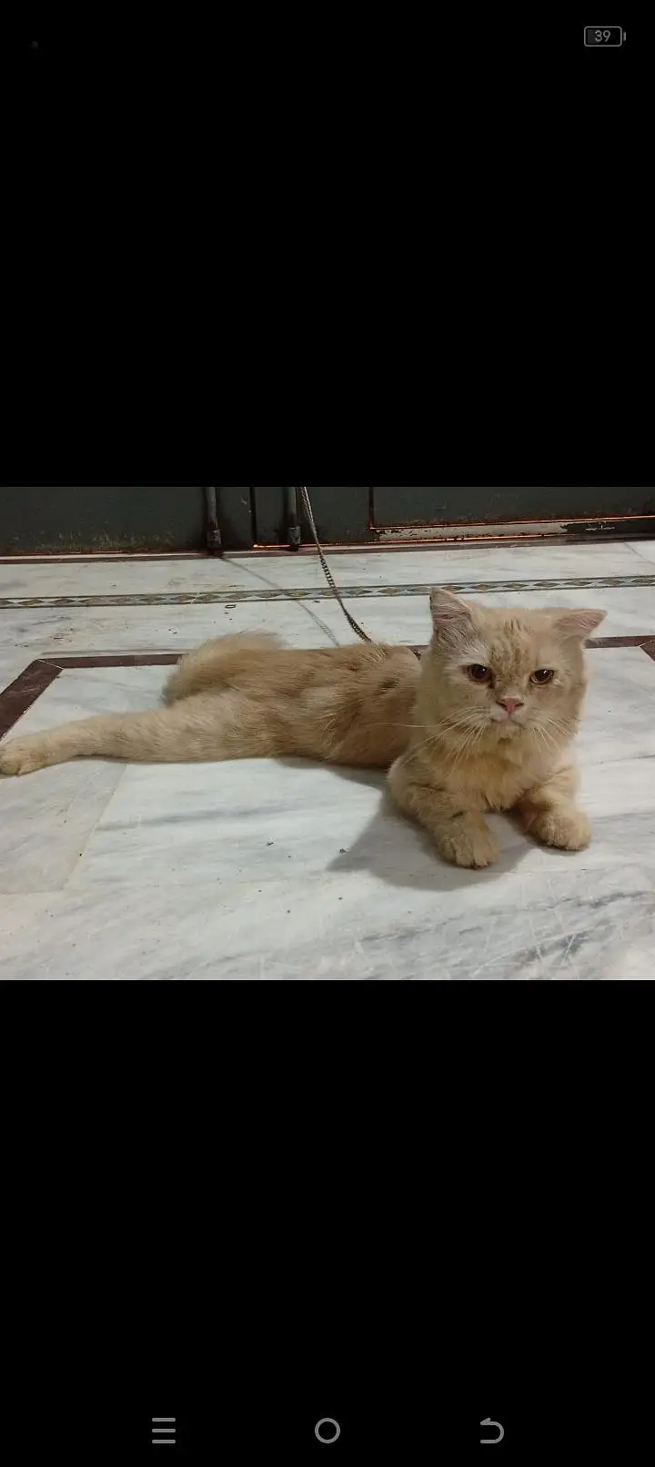 Persian light orange cat male — photo 4
