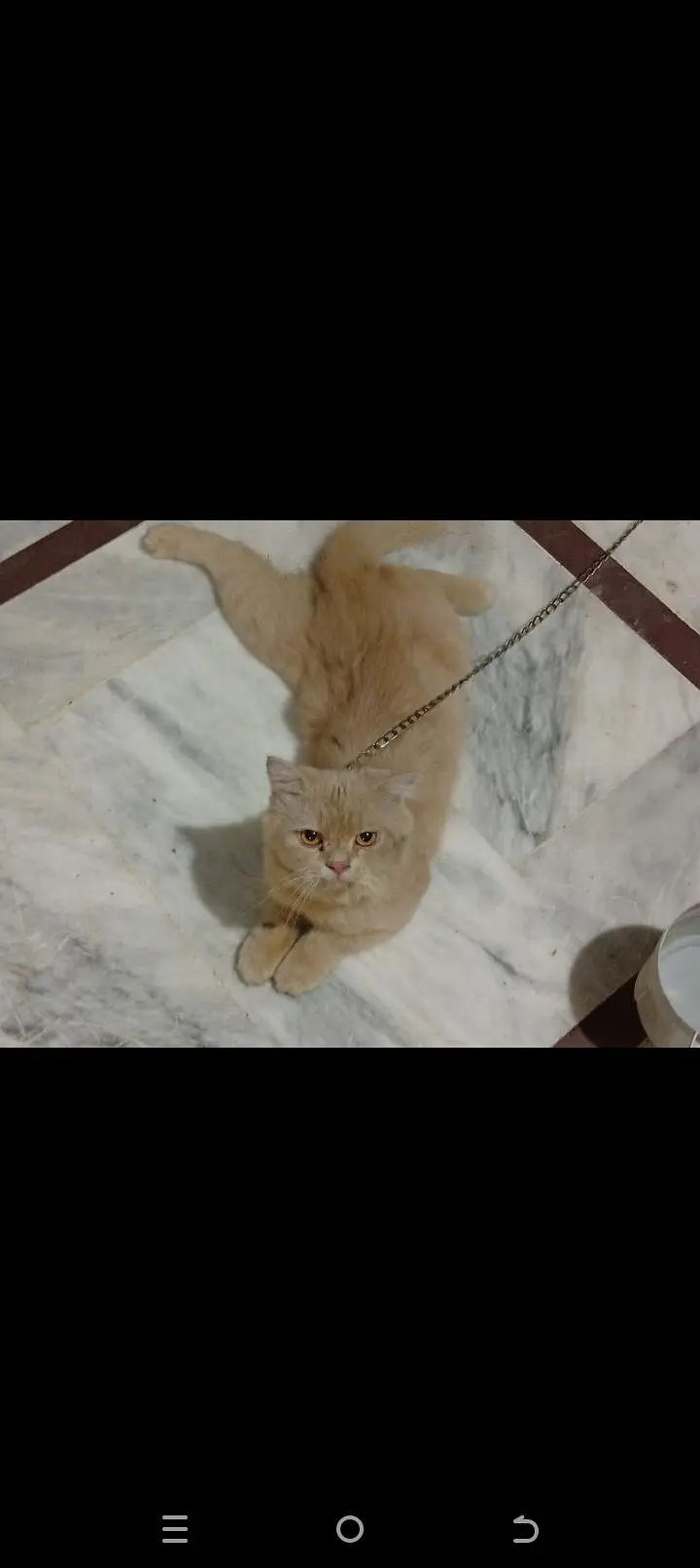 Persian light orange cat male — photo 5