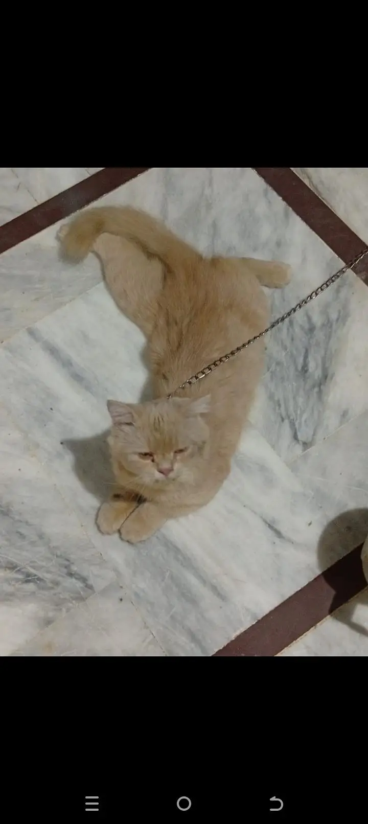 Persian light orange cat male — photo 6