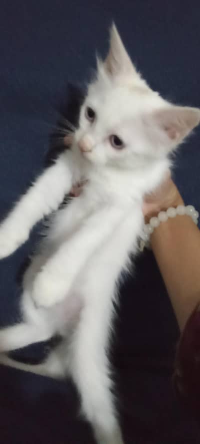 white colour Persian kittens Barbies | 2 month