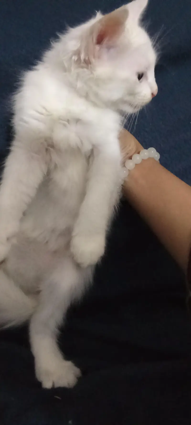 white colour Persian kittens Babies | 2 month — photo 2