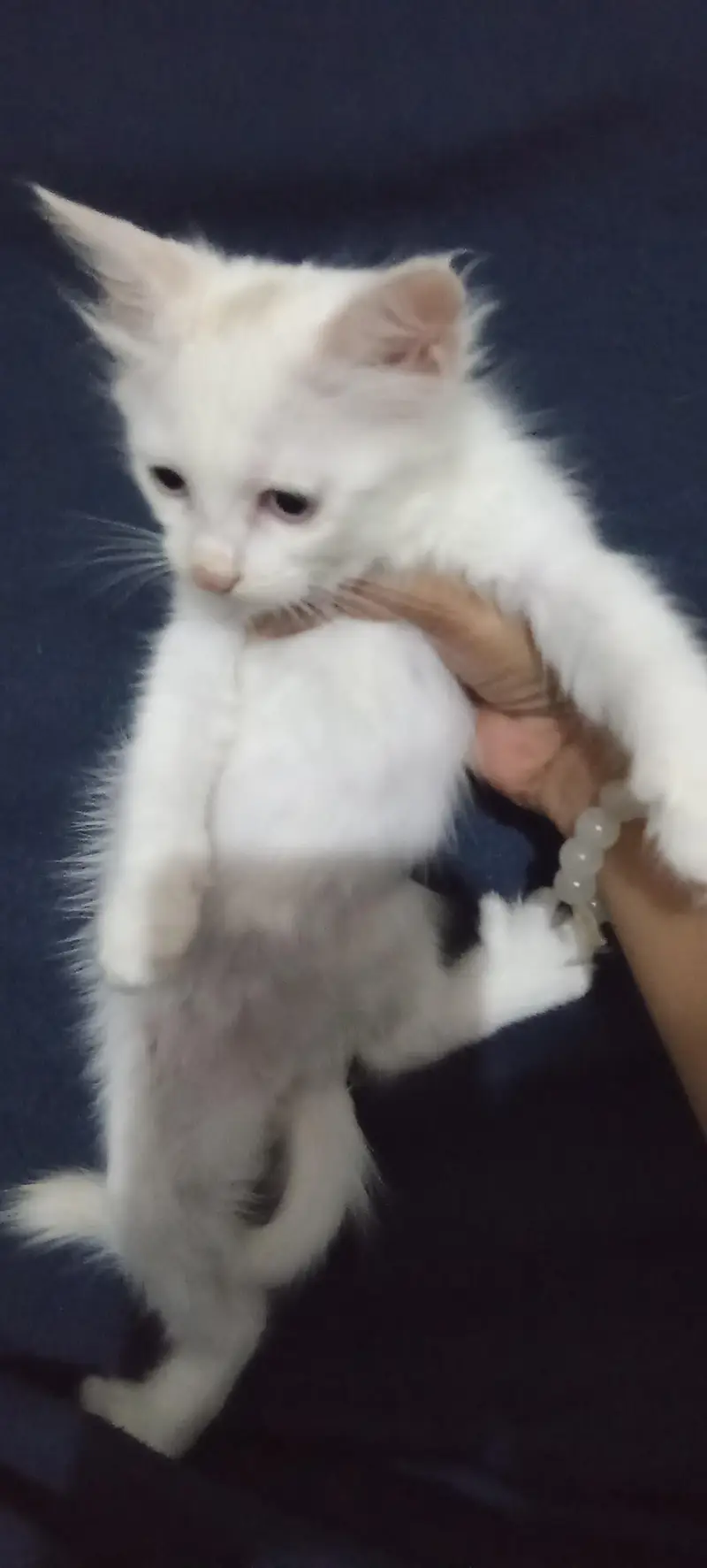 white colour Persian kittens Babies | 2 month — photo 3