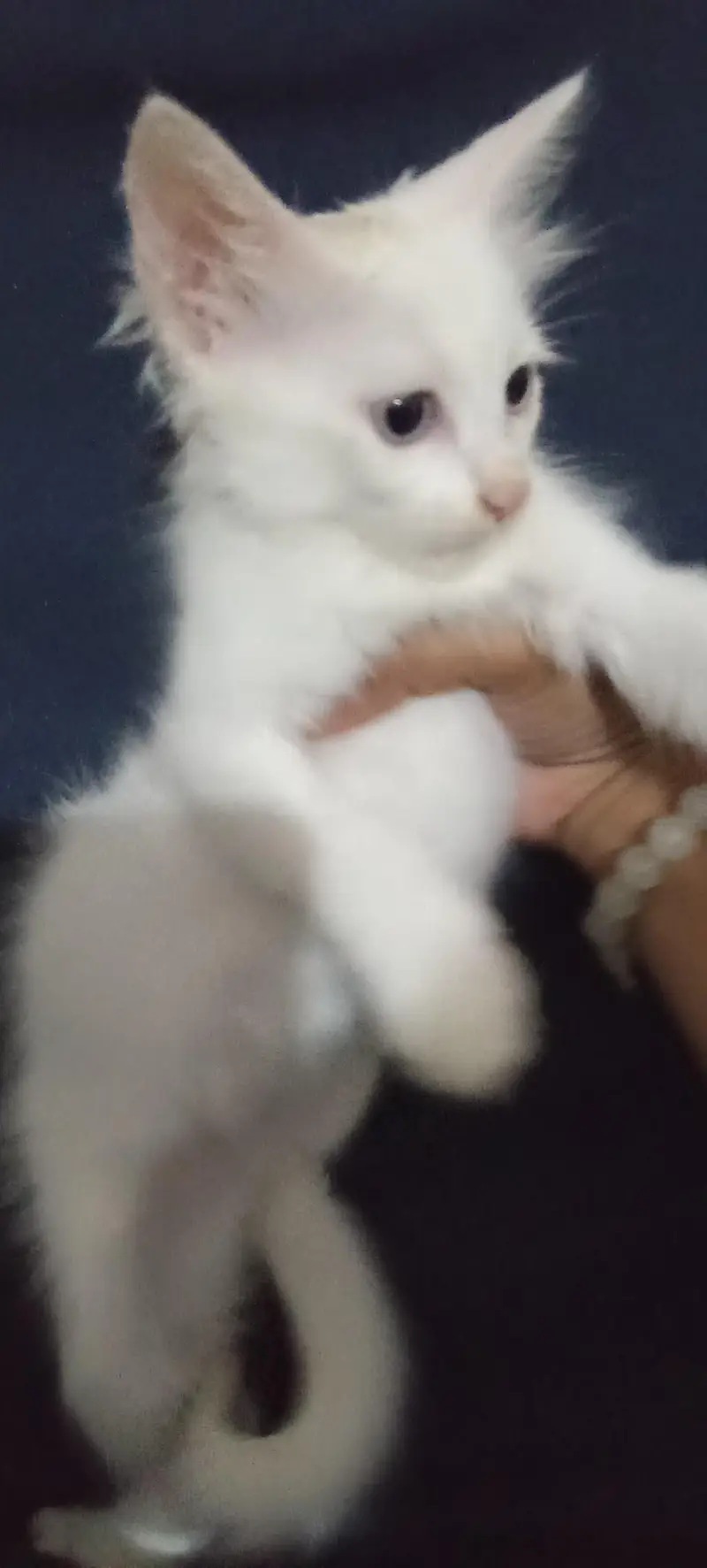 white colour Persian kittens Babies | 2 month — photo 4