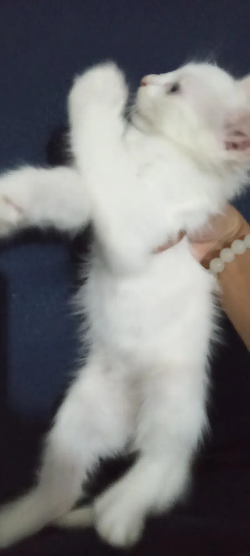 white colour Persian kittens Babies | 2 month — photo 5