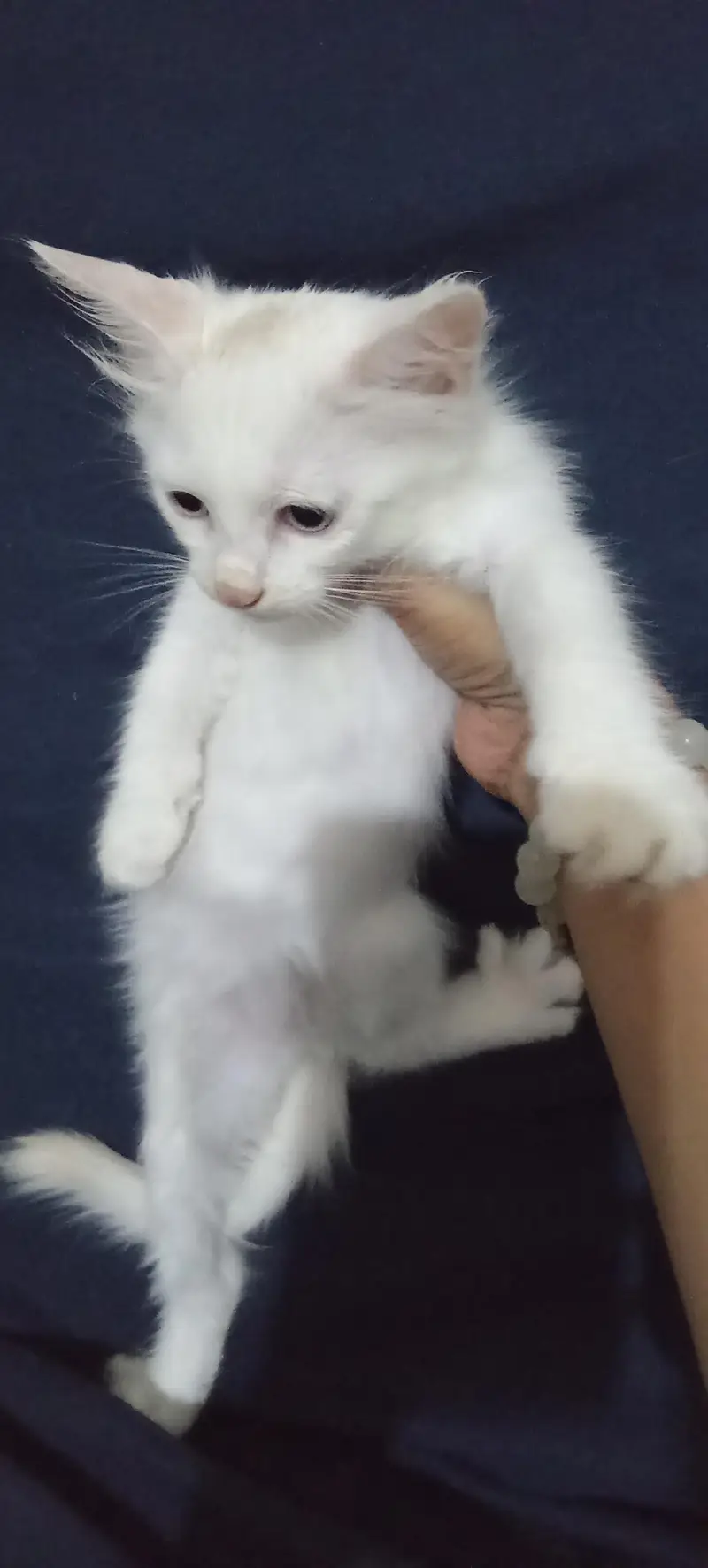 white colour Persian kittens Babies | 2 month — photo 6