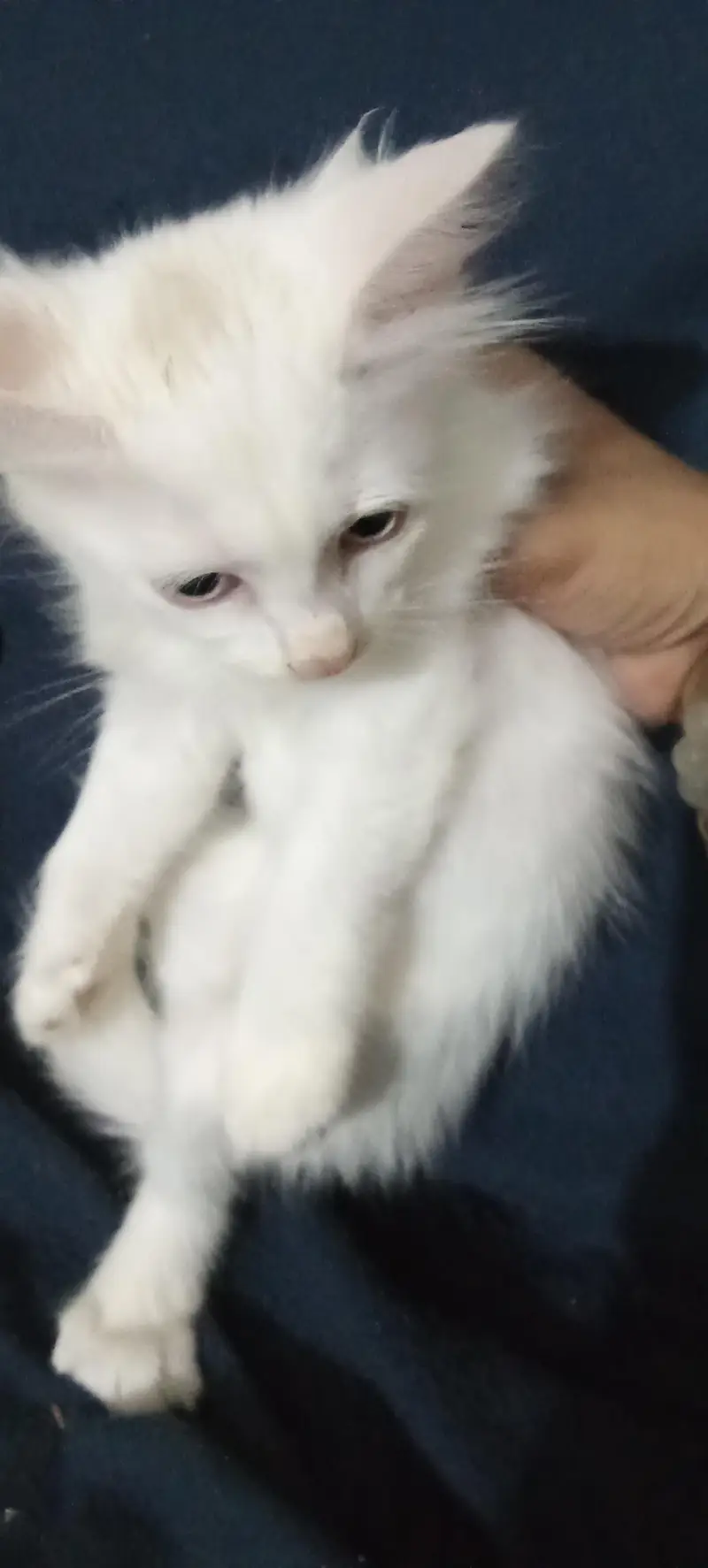 white colour Persian kittens Babies | 2 month — photo 7