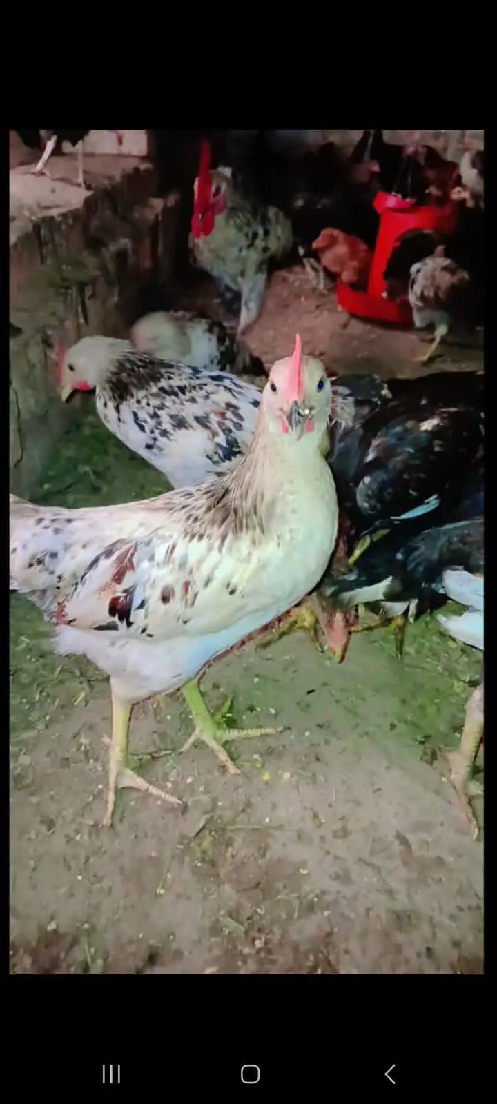 4 ماہ کی ایکٹو اور ہیلدی گولڈن مصری مرغیاں اور مرغے - اوکاڑہ — photo 2