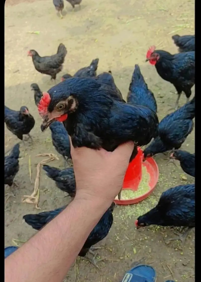 4 ماہ کی ایکٹو اور ہیلدی گولڈن مصری مرغیاں اور مرغے - اوکاڑہ — photo 3