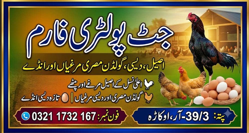 4 ماہ کی ایکٹو اور ہیلدی گولڈن مصری مرغیاں اور مرغے - اوکاڑہ 5