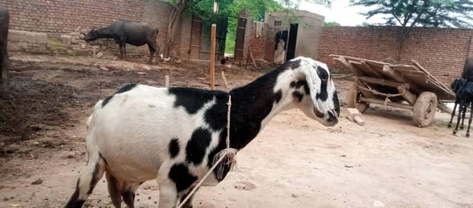 tydi goat