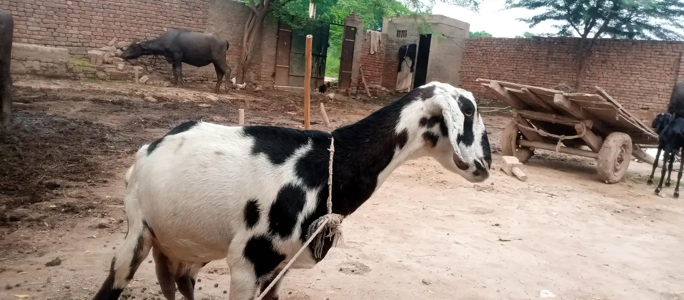 tydi goat — photo 3