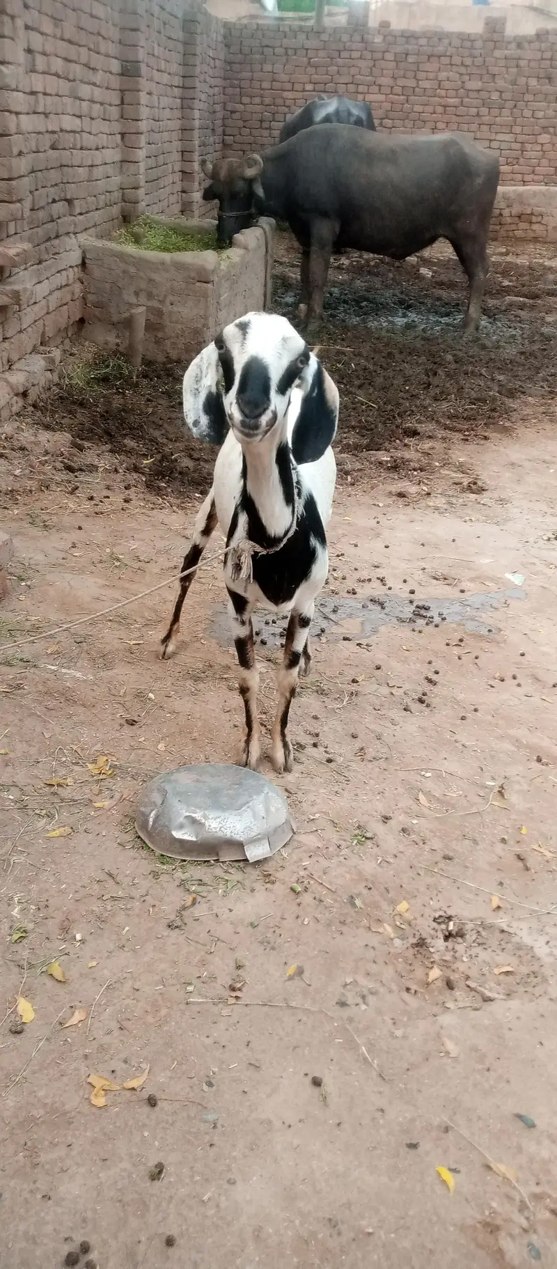 tydi goat — photo 4