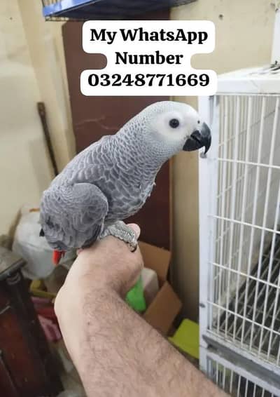 African Grey paroot for Sale
