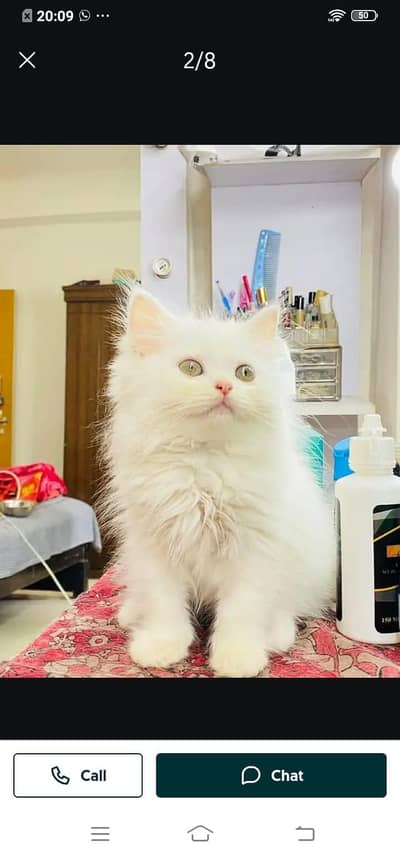 Persian cat for sale male or female my WhatsApp326=30=12=904=
