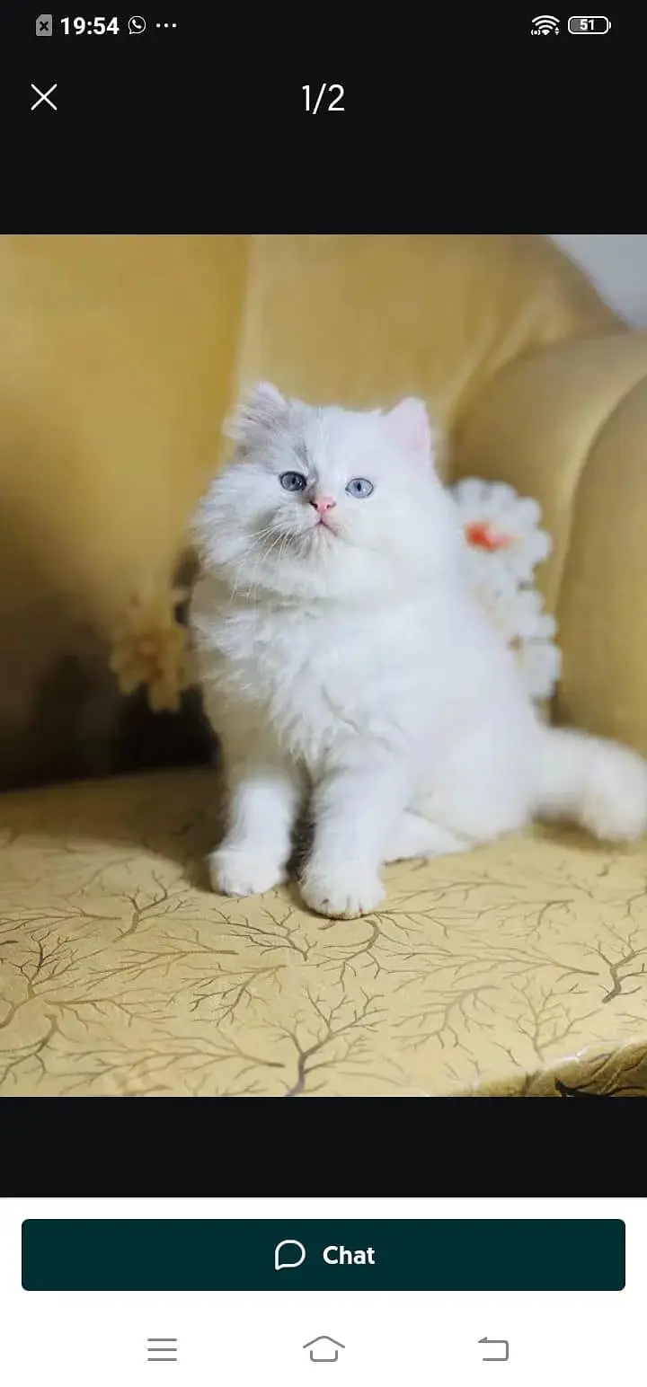 Persian cat for sale male or female my WhatsApp326=30=12=904= — photo 9