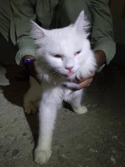 Russian cat