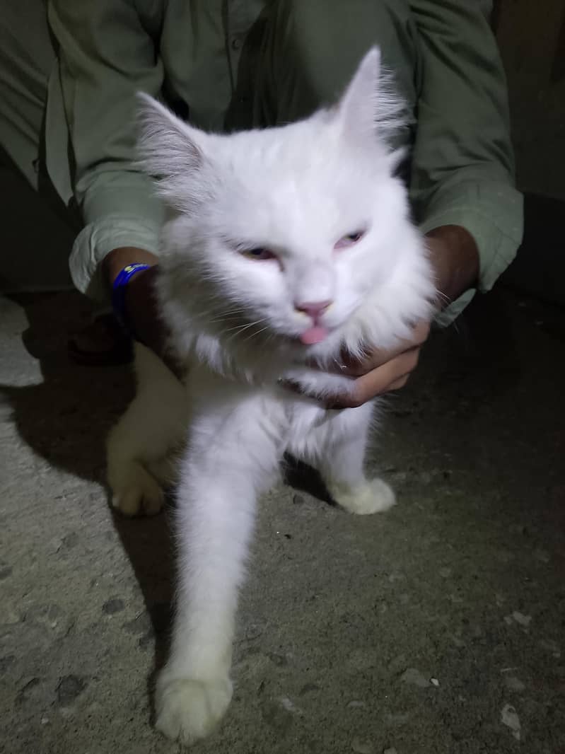 Russian cat 0