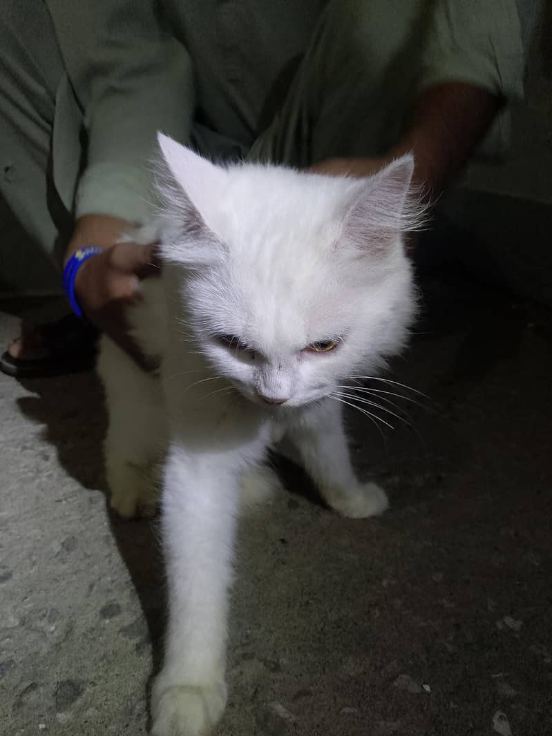 Russian cat 1