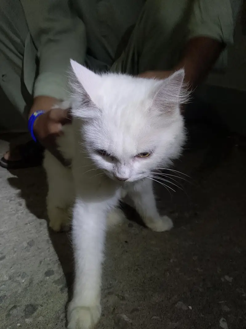 Russian cat — photo 2