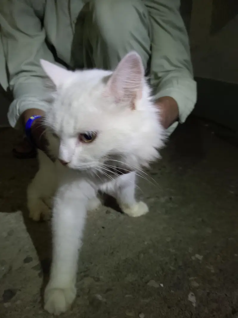 Russian cat — photo 3