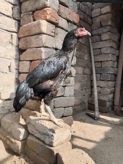 Black Miyanwali Aseel