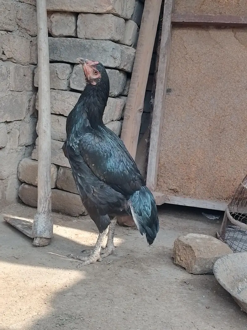 Black Miyanwali Aseel — photo 2